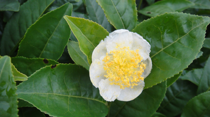 茶花 摄影 冬日菊花