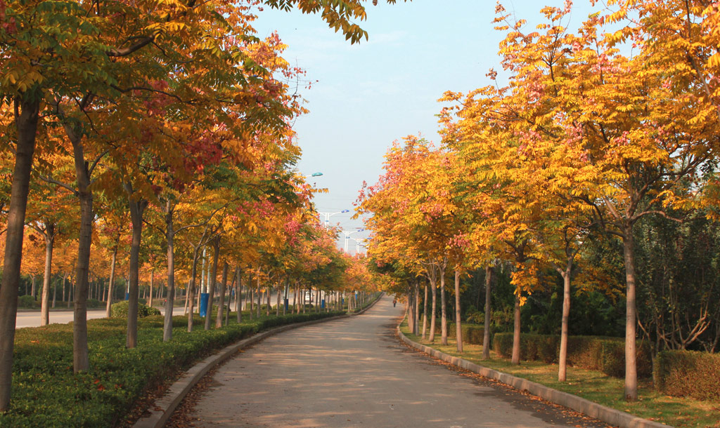 那条栾树路 摄影 桃花朵朵