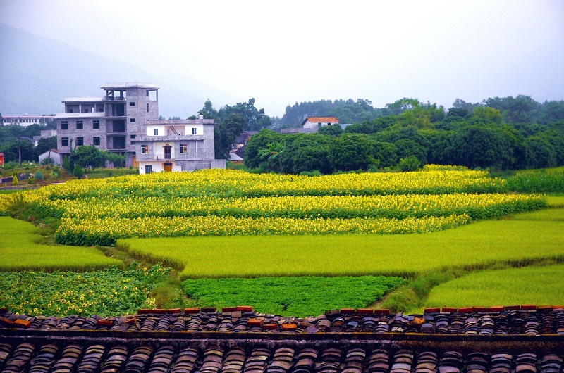 东乡莲塘2 摄影 跟我玩1064