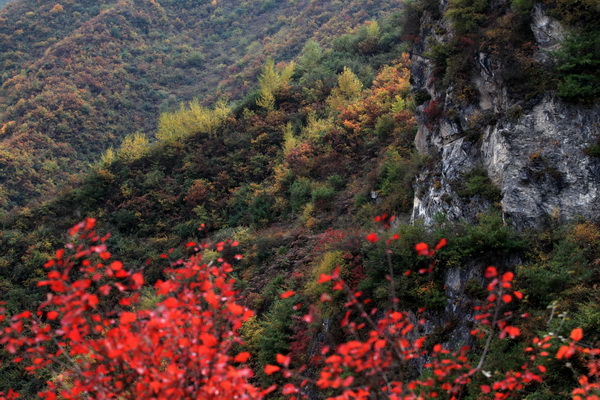 汶川高原秋色 摄影 汶川强哥