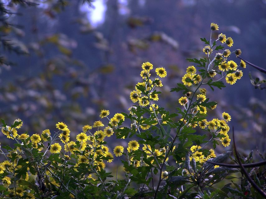 野菊 摄影 红岩上