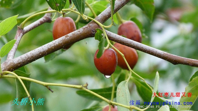 雨后拍枣树 摄影 头桥小熊