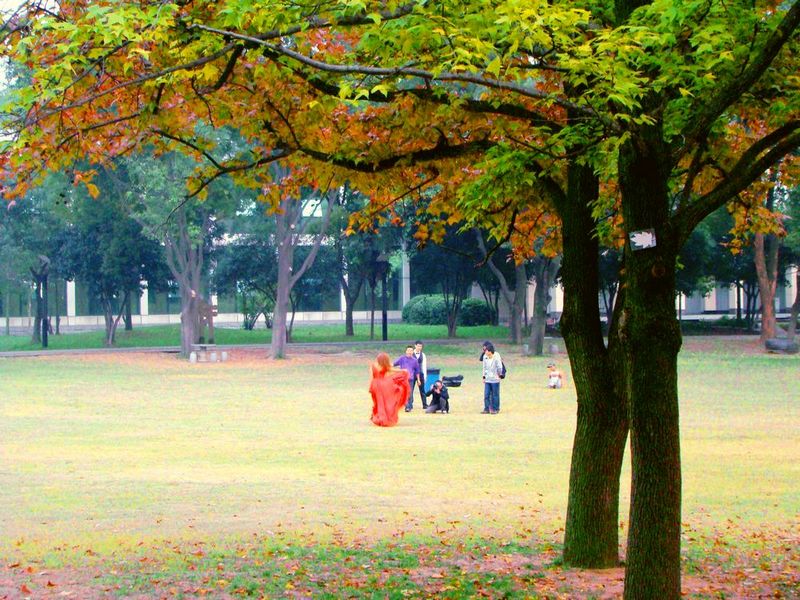 秋之舞 摄影 雨湖看风景