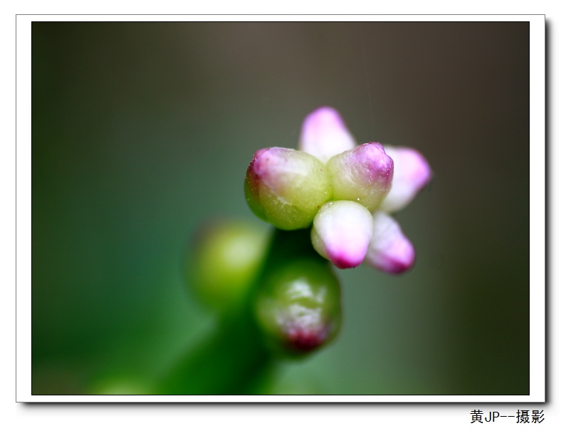 花 摄影 黄JP139