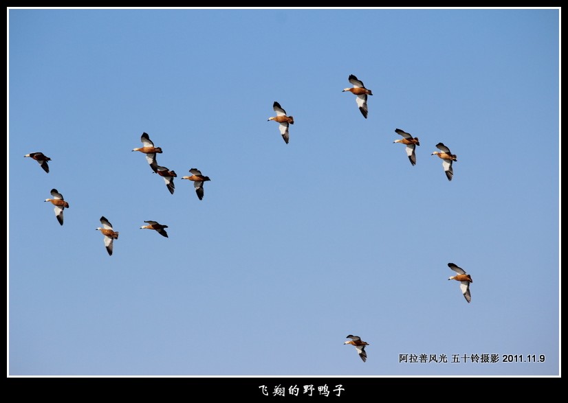 飞翔的野鸭子 摄影 五十铃