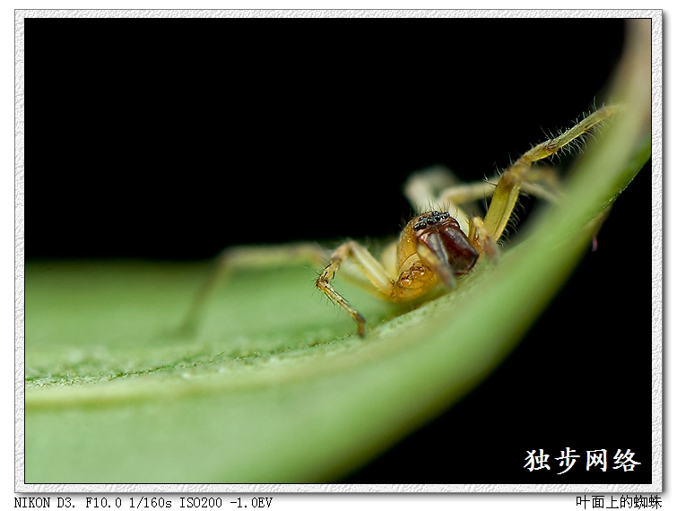 叶面上的蜘蛛 摄影 独步网络