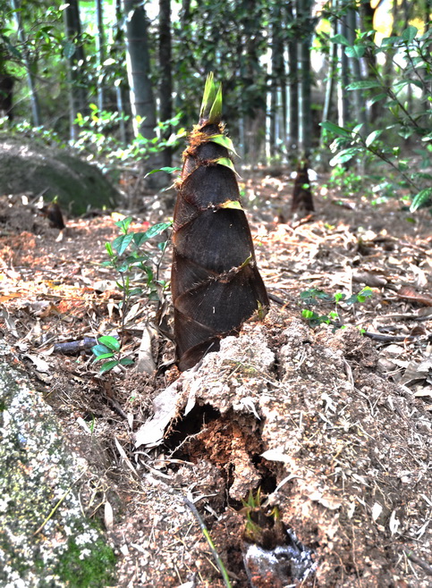 破土而出 摄影 liuguorong