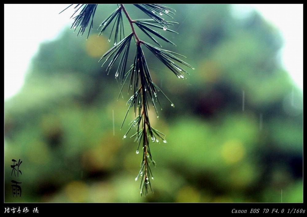 秋雨 摄影 PPT踏雪寻梅