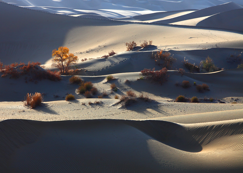 大漠.大漠--胡杨.胡杨（三） 摄影 大漠驼影
