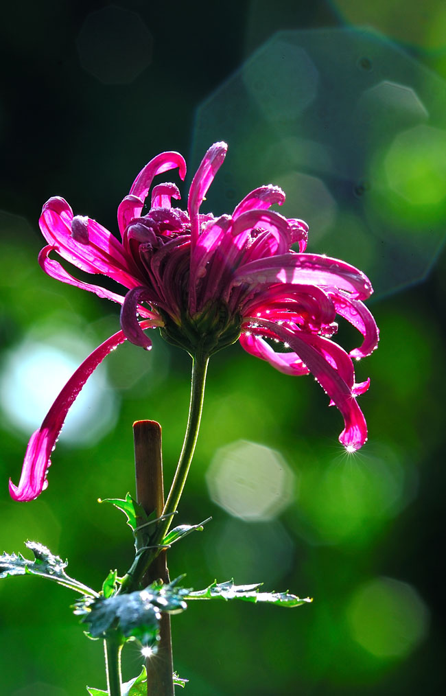 菊花 摄影 老王伯