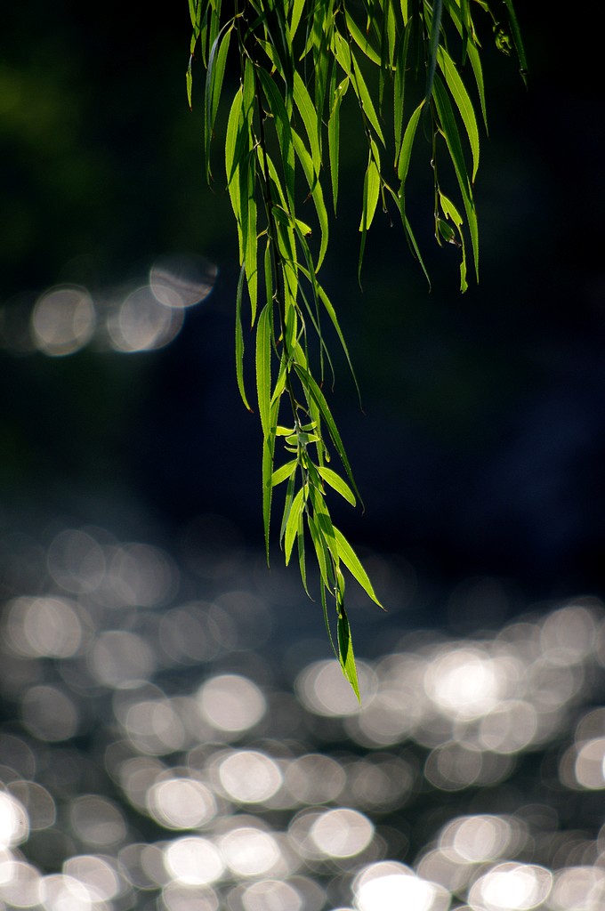 柳 摄影 心有芊芊