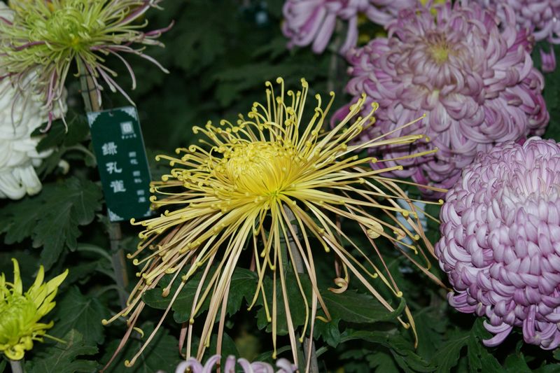 菊花 摄影 英子的秋天