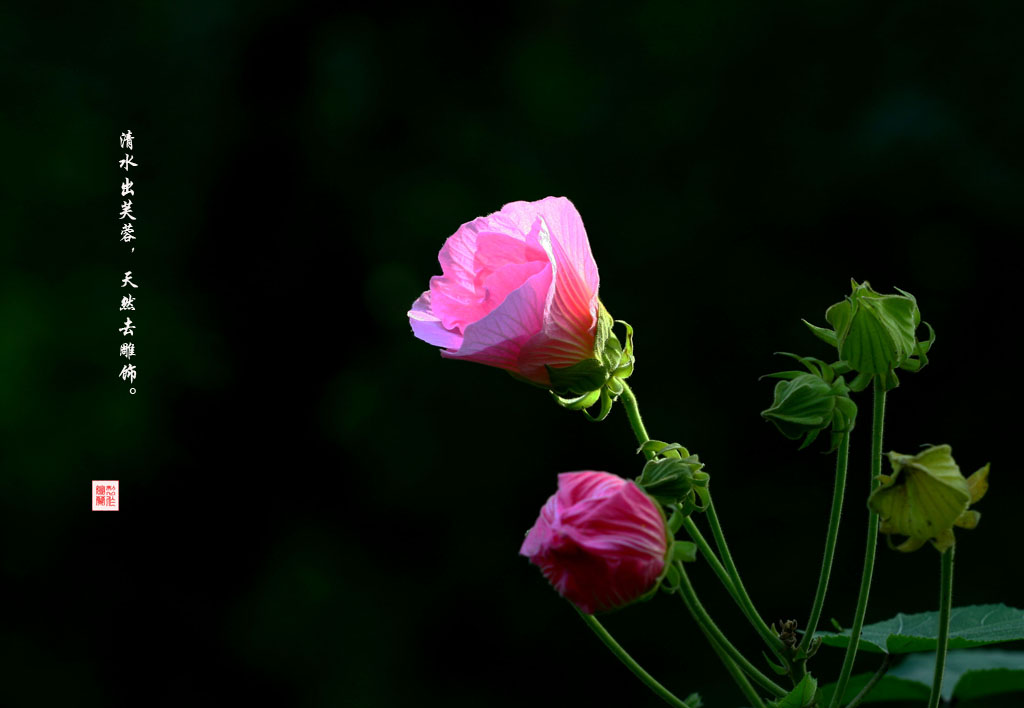 芙蓉花开 摄影 兰兰飞翔