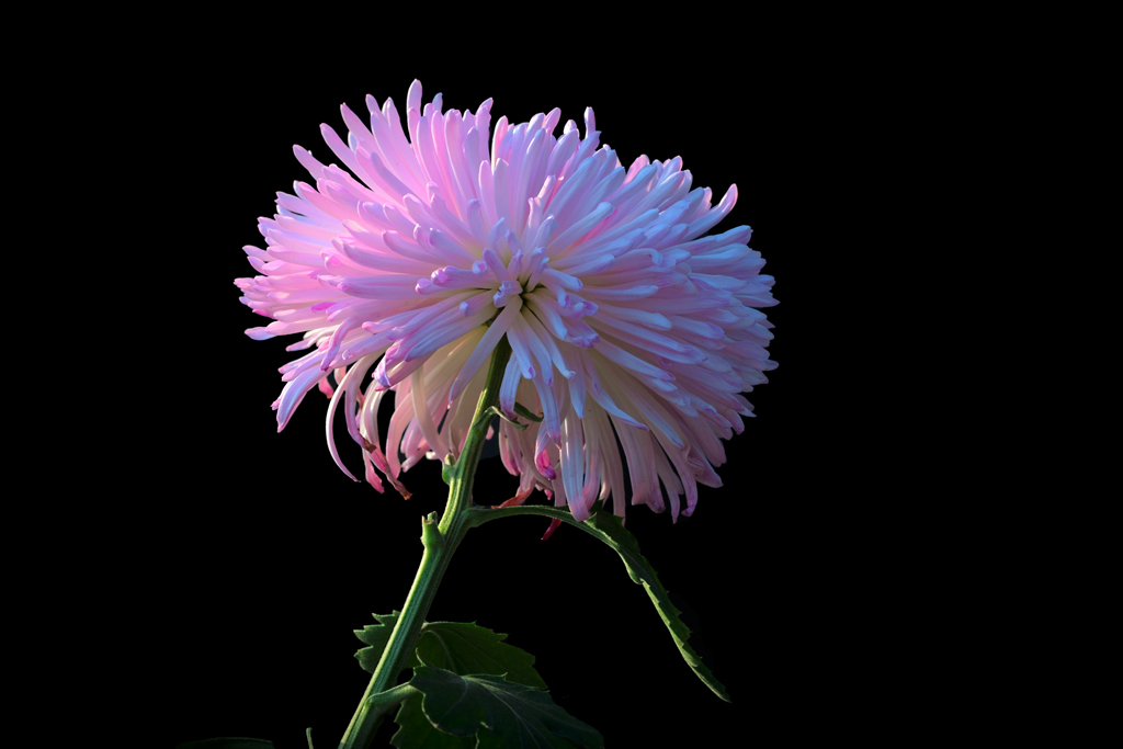 菊花 摄影 天从人愿