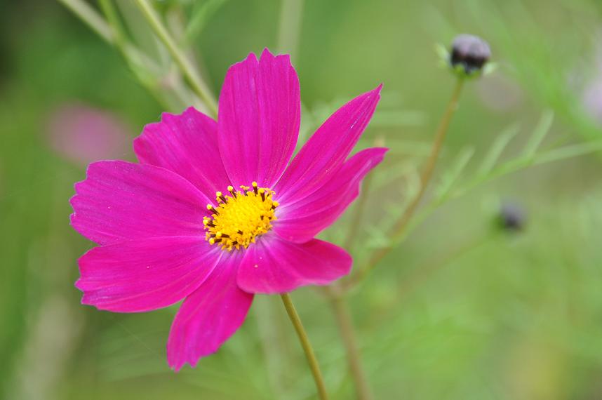 小花 摄影 花大华