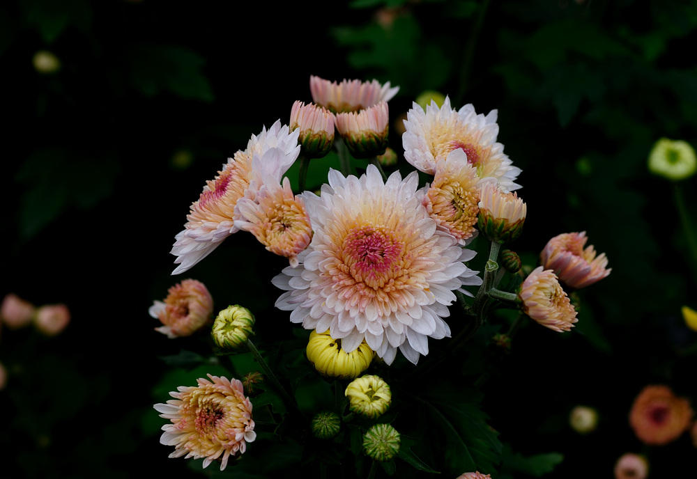 菊花 摄影 弈天