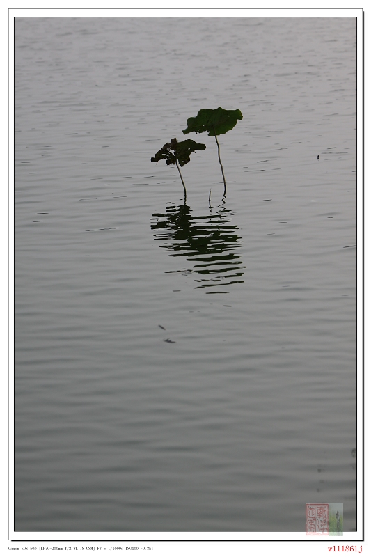 海珠湖（6） 摄影 随风飘浮