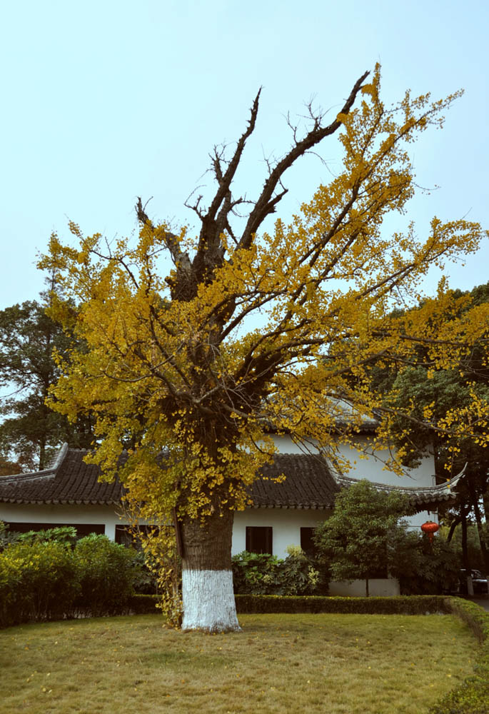 古银杏树 摄影 huoshankou