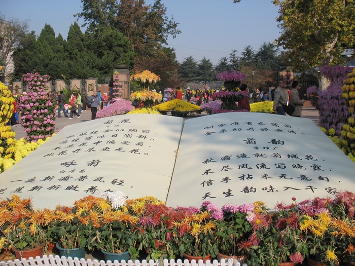 2011菊韵 摄影 紫叶