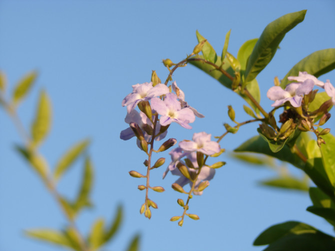 小花 摄影 古日