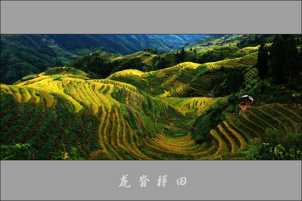 雨中梯田 摄影 万种风情