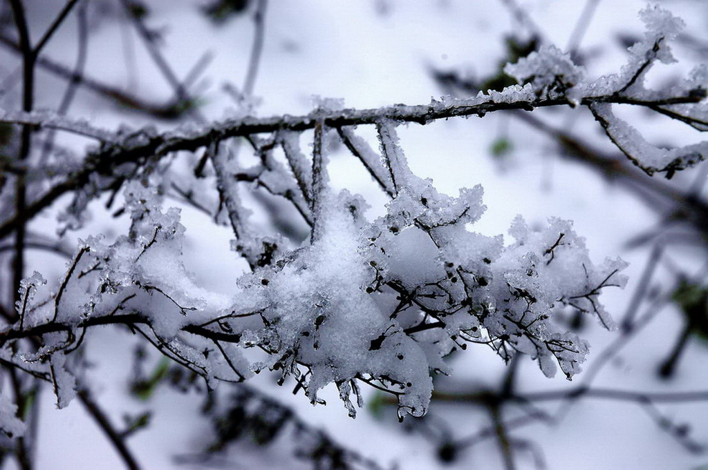 南方雪花 摄影 清水一溪