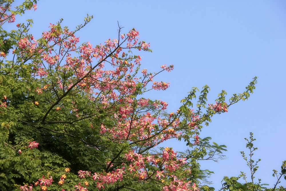 繁花似锦 摄影 Tina84