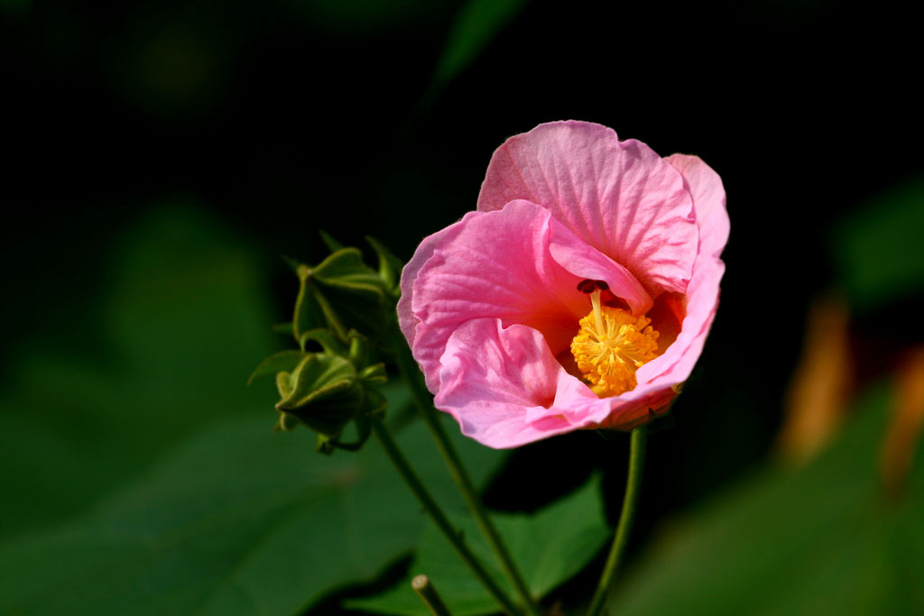 芙蓉花开2 摄影 兰兰飞翔