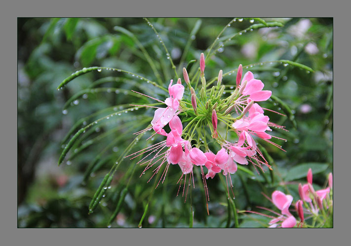 雨后醉蝶花 摄影 青花鱼