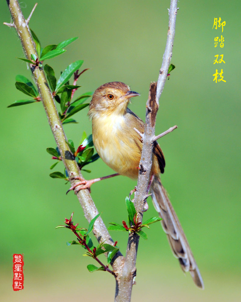 脚踏双枝 摄影 繁星点点123