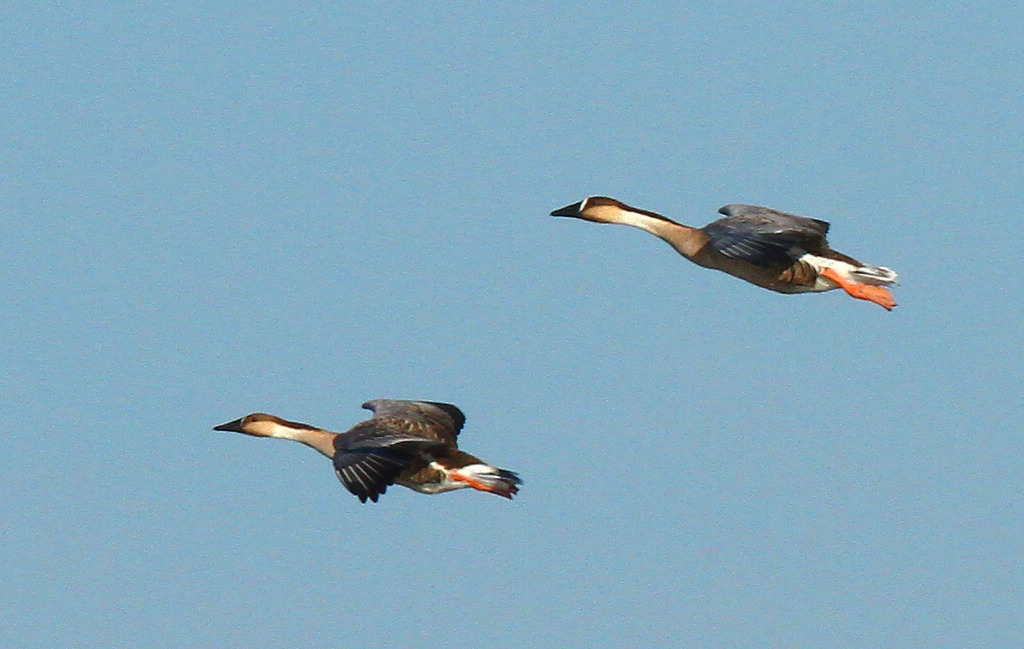 双飞雁 摄影 牧野2011