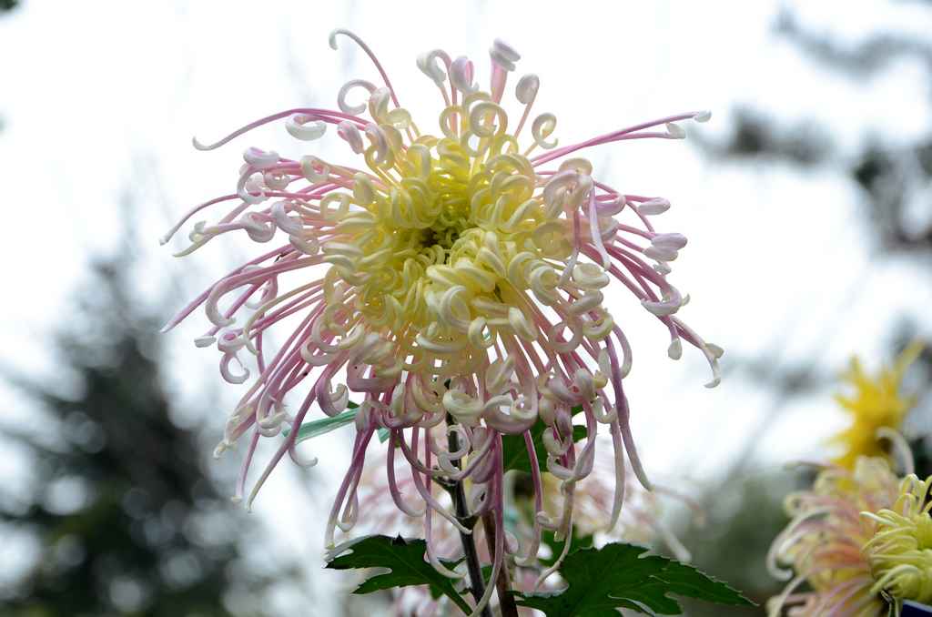 菊花 摄影 英豪再闲