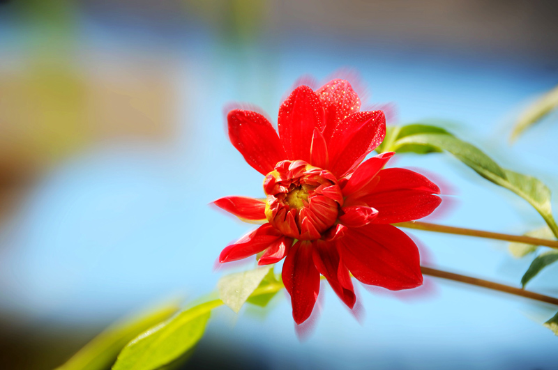 大莉花 摄影 时颖