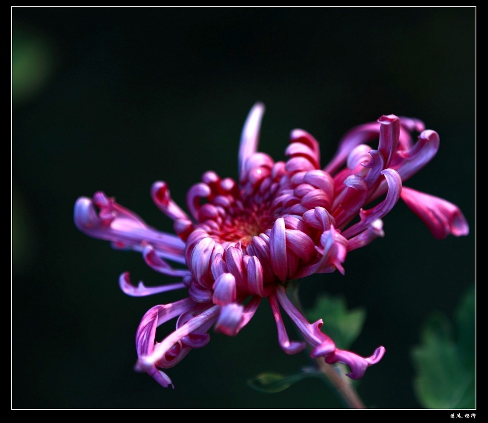 秋菊 摄影 清风杨柳