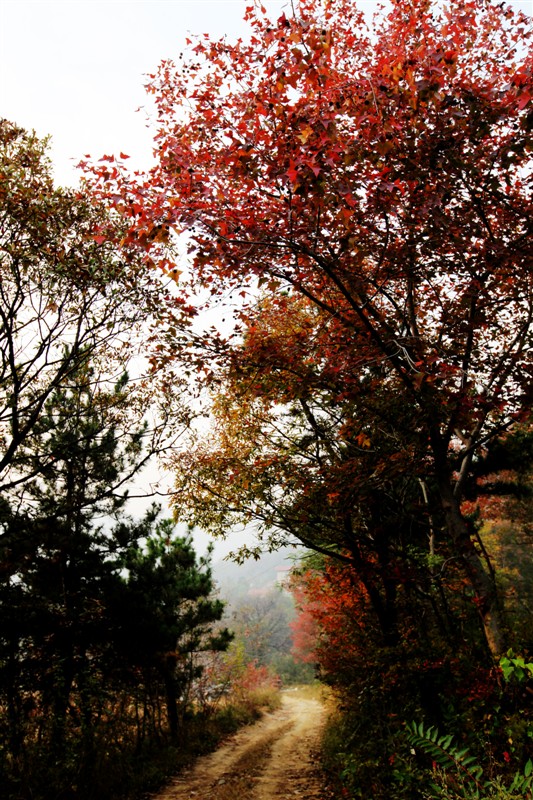 村间小路 摄影 启顺