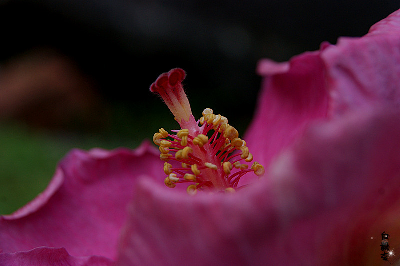 花蕊 摄影 白毅玄