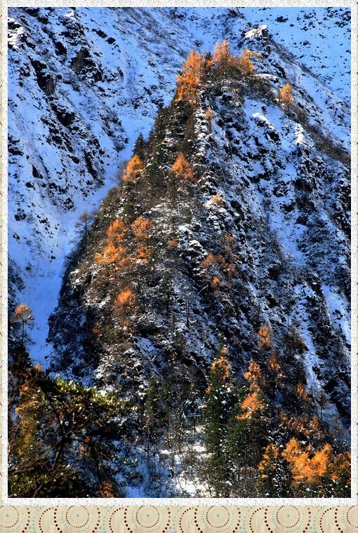 雪山红枫 摄影 九里堤