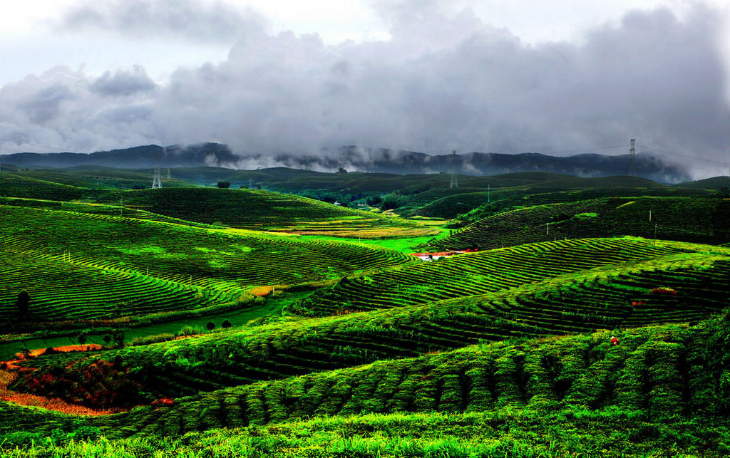 西双版纳茶山 摄影 雨打芭焦