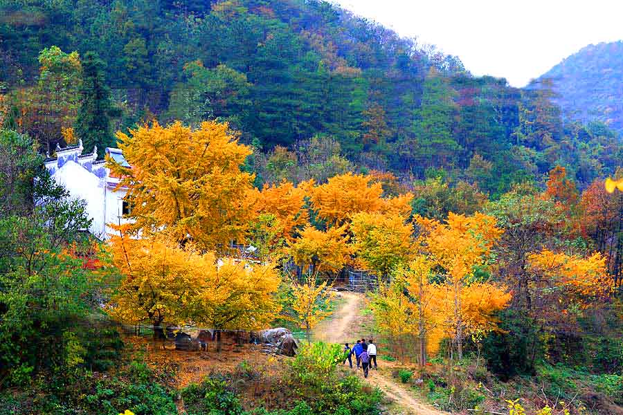 走进秋天看风景 摄影 九点差一刻