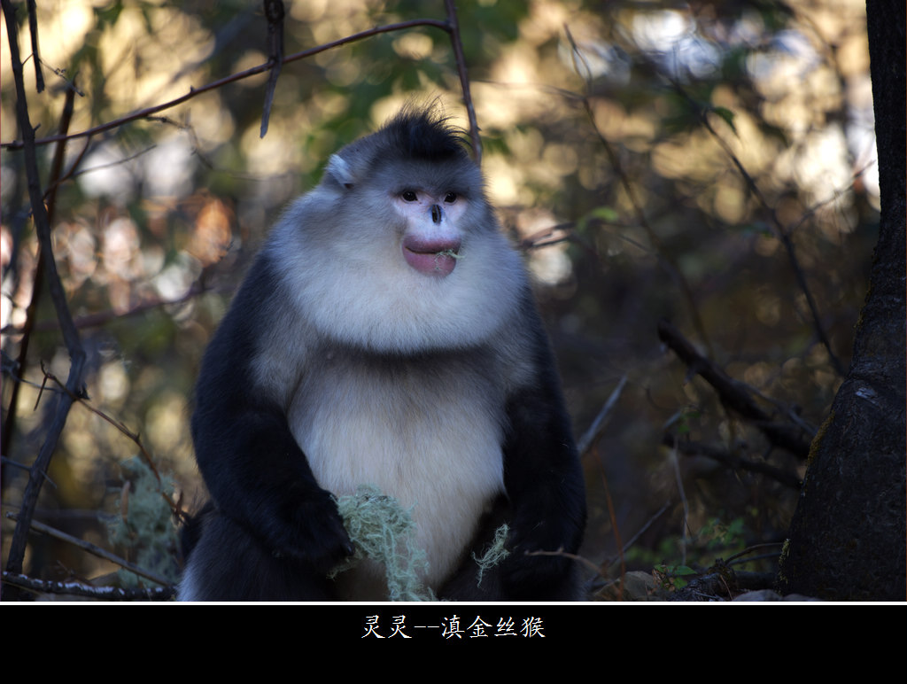 灵灵--滇金丝猴 摄影 雪山之灵