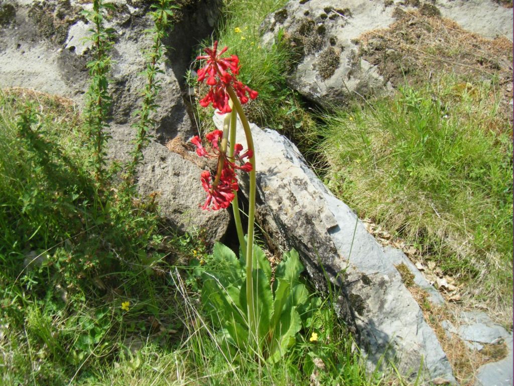 胭脂花 摄影 百灵鸟