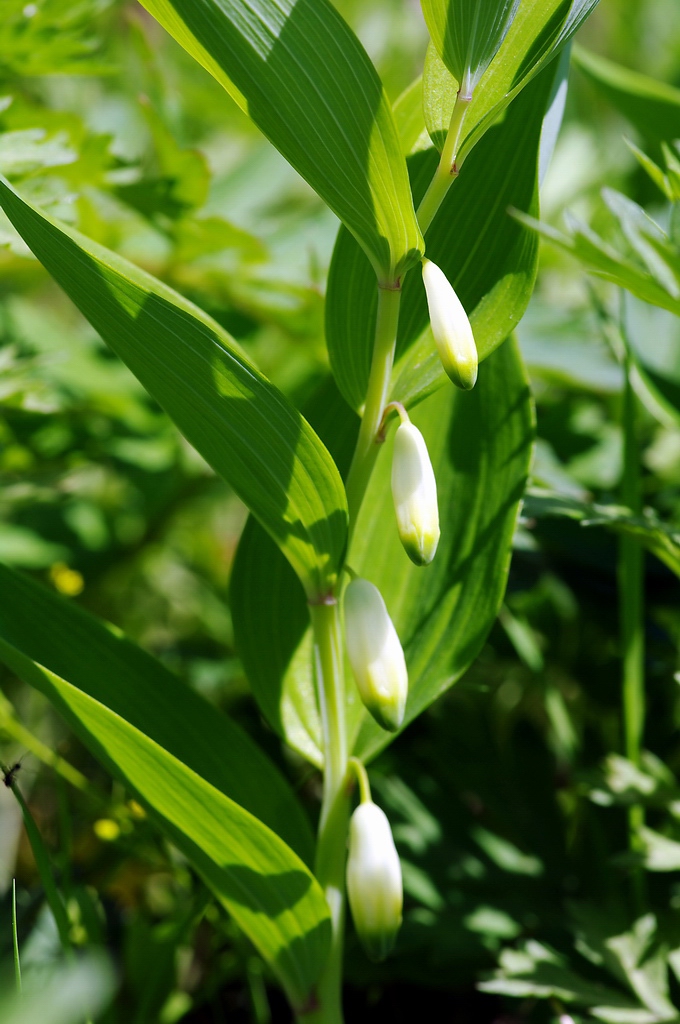 玉竹（花蕾） 摄影 怡仁