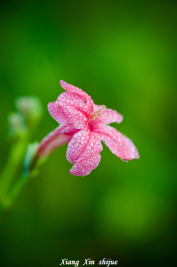 小花一朵 摄影 琅西