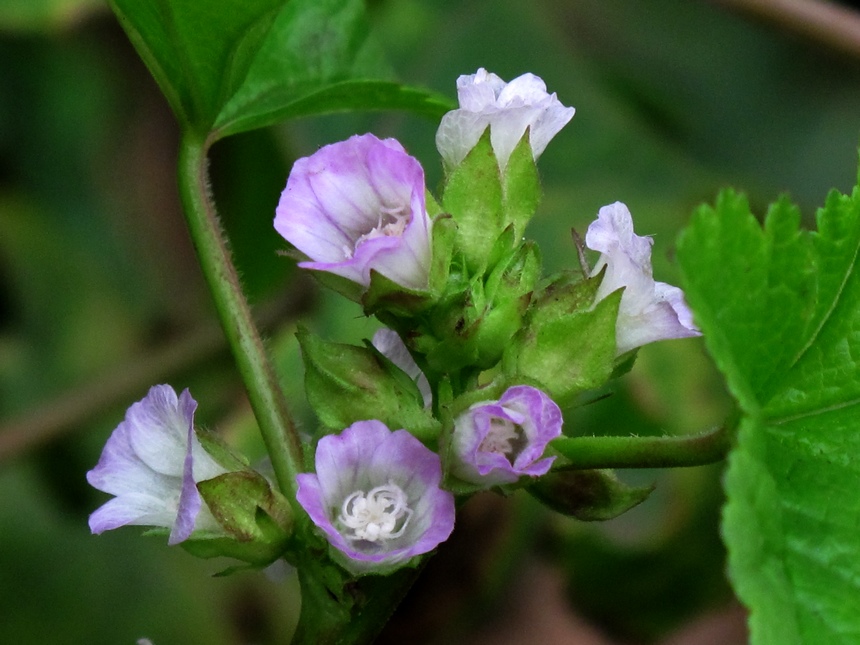 野菜花 摄影 溪旁老树