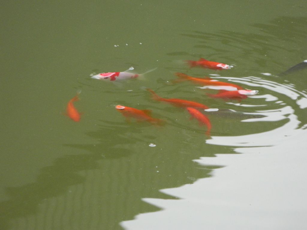 浮鱼水面飘 摄影 风物长宜