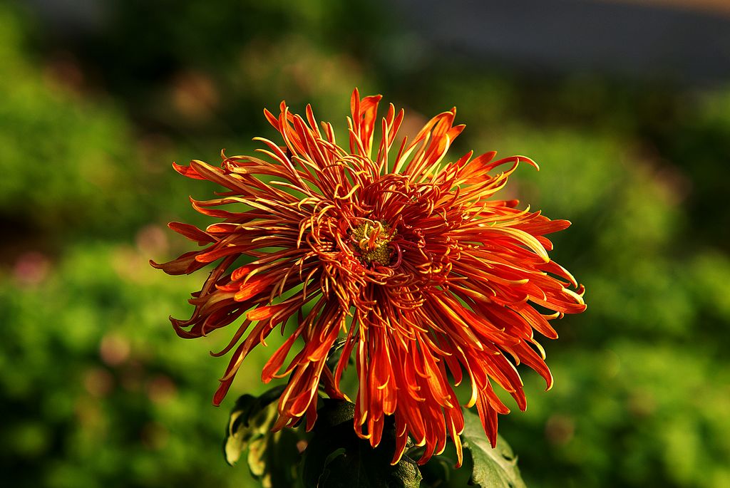 菊盈花枝 摄影 老古董1