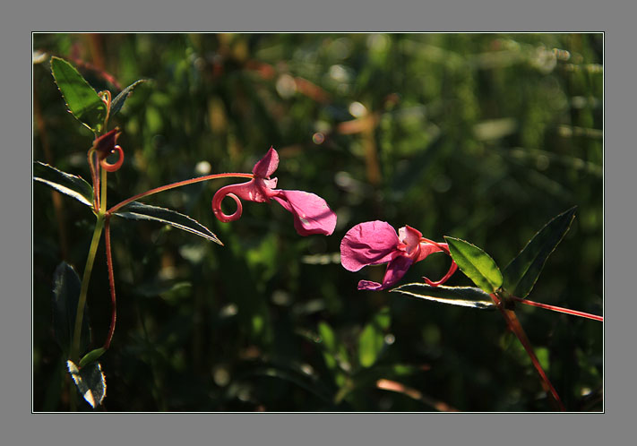 互诉衷肠 摄影 青花鱼