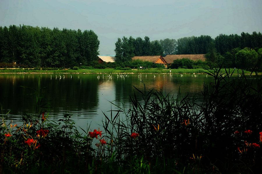 温榆河的白鹭天堂 摄影 沉积岩