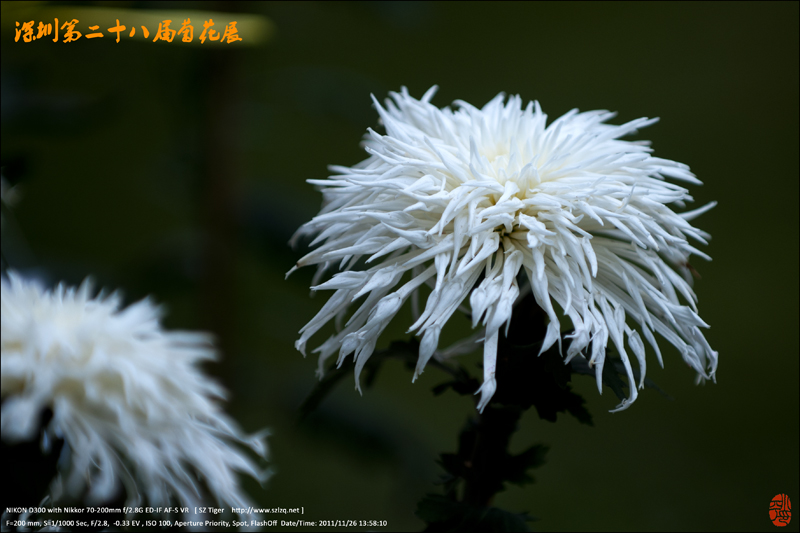 深圳东湖菊展 摄影 深圳虎