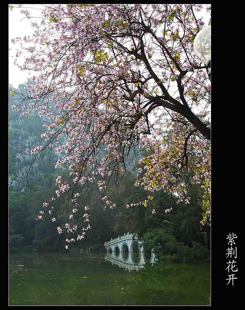 紫荆花开 摄影 原創